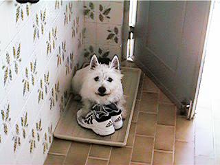 I am the shoe guardian