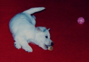 2 month old in Toronto